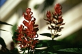 teneriffa-blumen-001