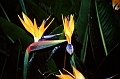 teneriffa-blumen-002