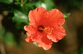 teneriffa-blumen-003