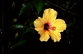 teneriffa-blumen-004
