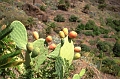 teneriffa-masca-kaktusfeigen